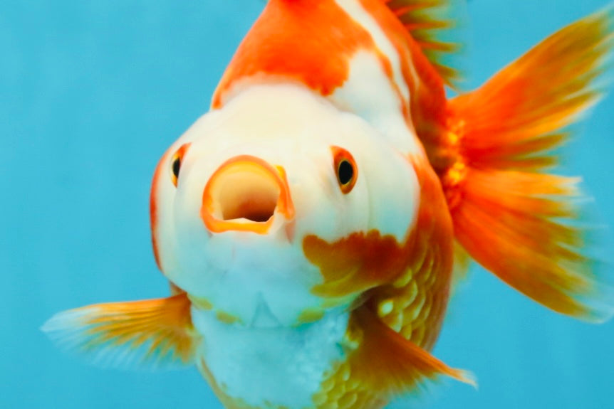 AAA GRADE Red White Ryukin Female 5.5 inches #050925RK_18