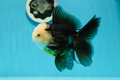 AAA Grade Panda Button Eyes Oranda Male 5.5 inches #1011OR_04