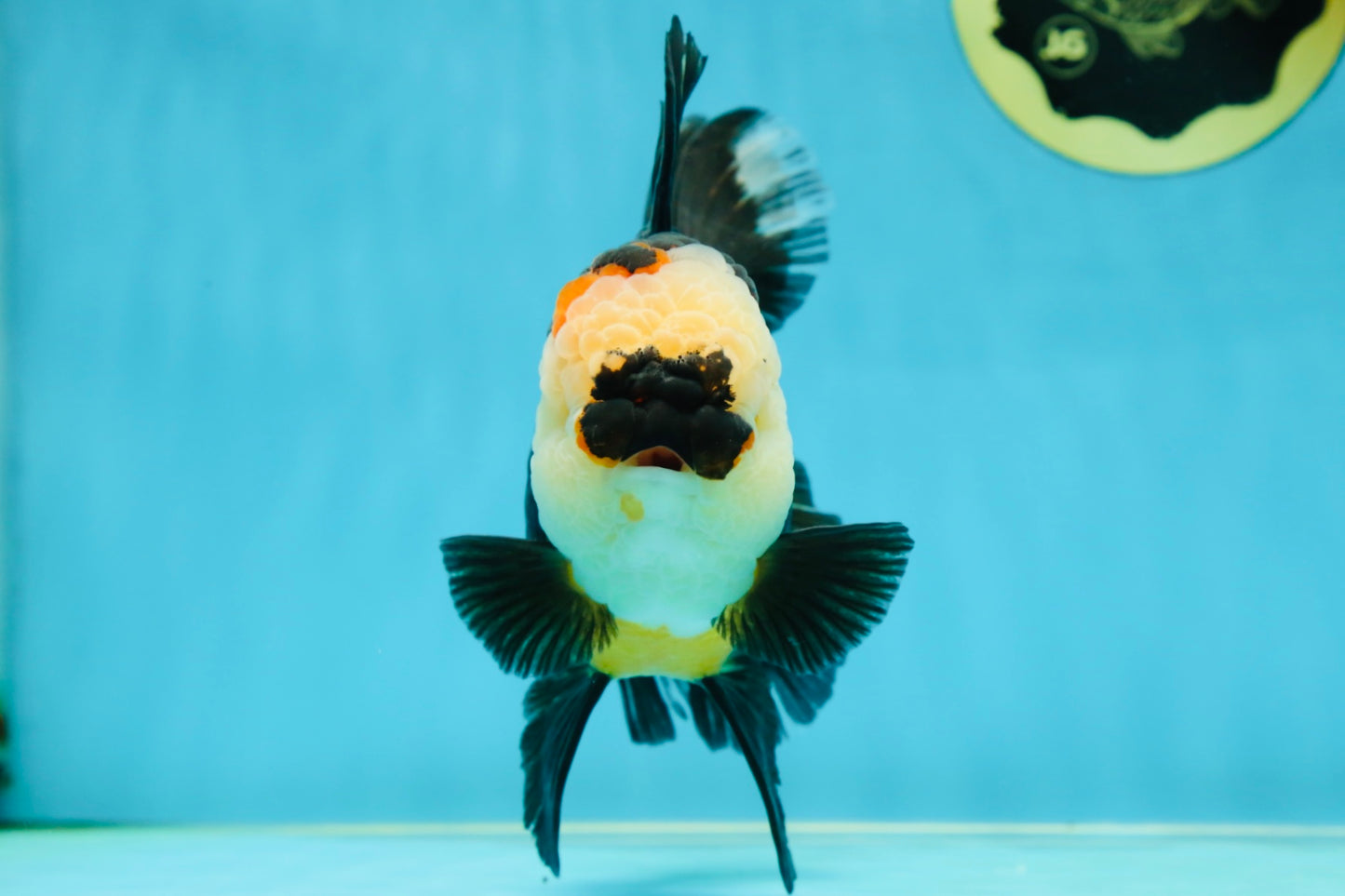 AAA Grade Tricolor Oranda Female 5.5-6 inches #050925OR_33