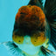 AAA Grade Dark Tiger Red Head Oranda Male 5-5.5 inches #050126OR_10