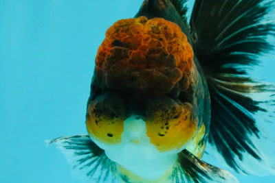 AAA Grade Dark Tiger Red Head Oranda Male 5-5.5 inches #050126OR_10