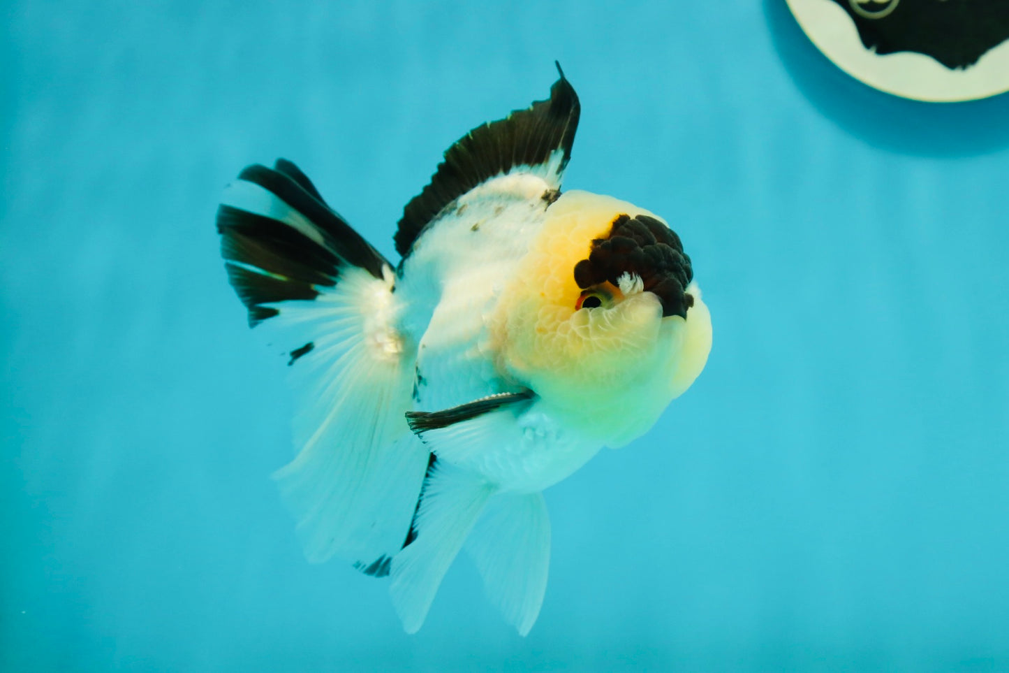 AAA Grade Panda Oranda Male 4.5 inches #112224OR_09