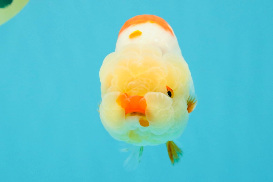 A Grade Red White LionQueen 4.5-5  inches #031326LC_09