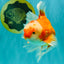 A Grade Red White Oranda Male 6.5 inches #082826OR_11