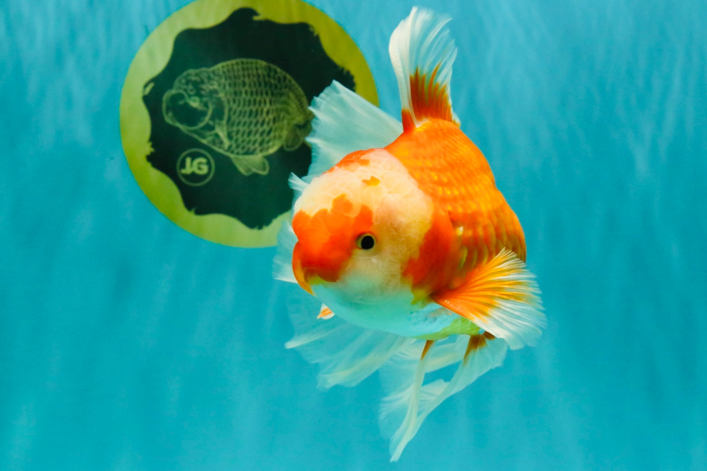 A Grade Red White Oranda Male 6.5 inches #082826OR_11