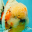 CHONKY AAA Grade Calico Oranda Male 6-6.5 inches #101626OR_21