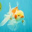 A Grade Kohaku Oranda Male 6-6.5 inches #090426OR_10