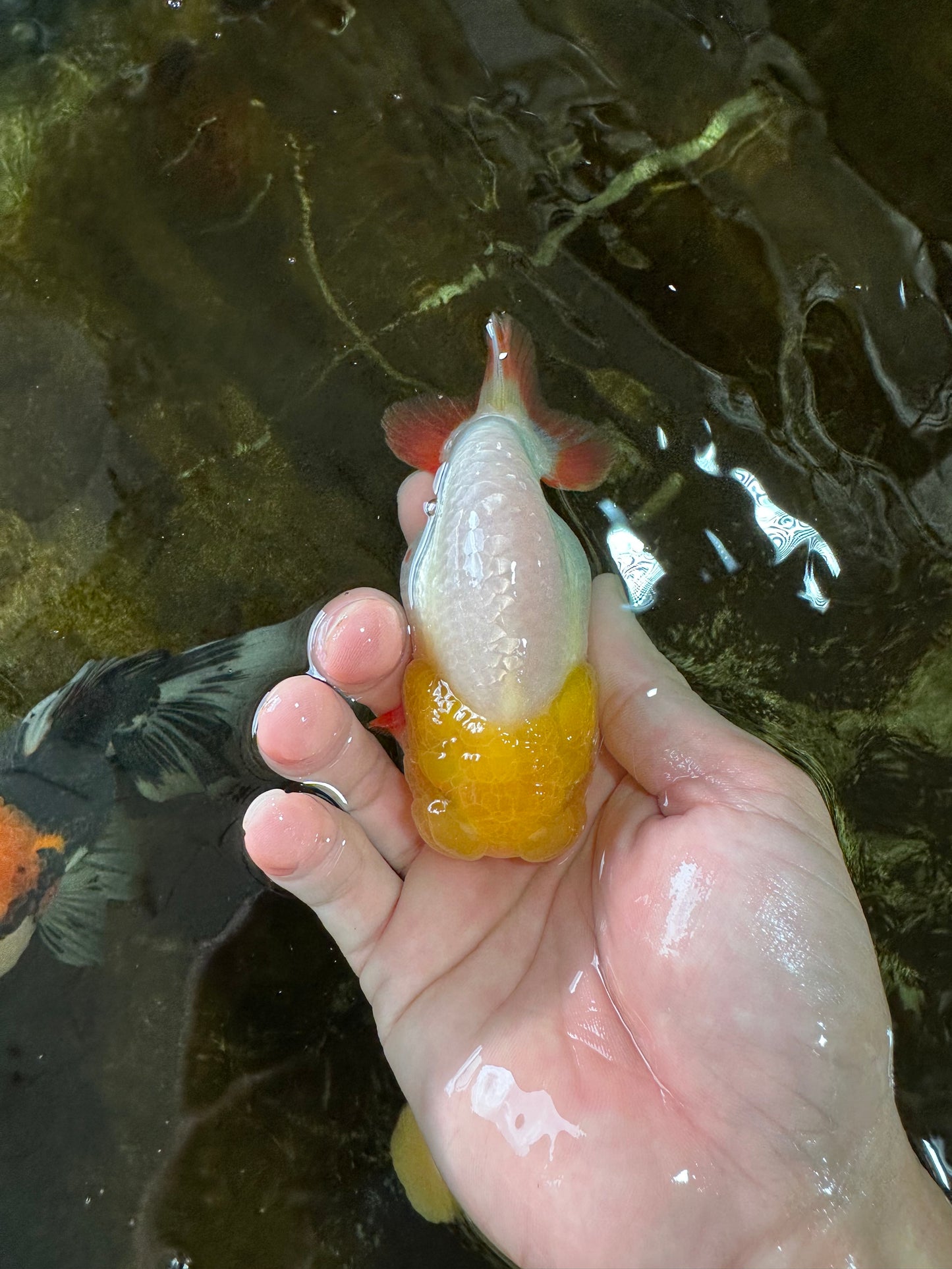 Sunny Lemonhead Lionchu Male 4-4.5 inches #072525LC_04