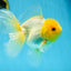 Lemonhead Oranda Male 5 inches #090525OR_17