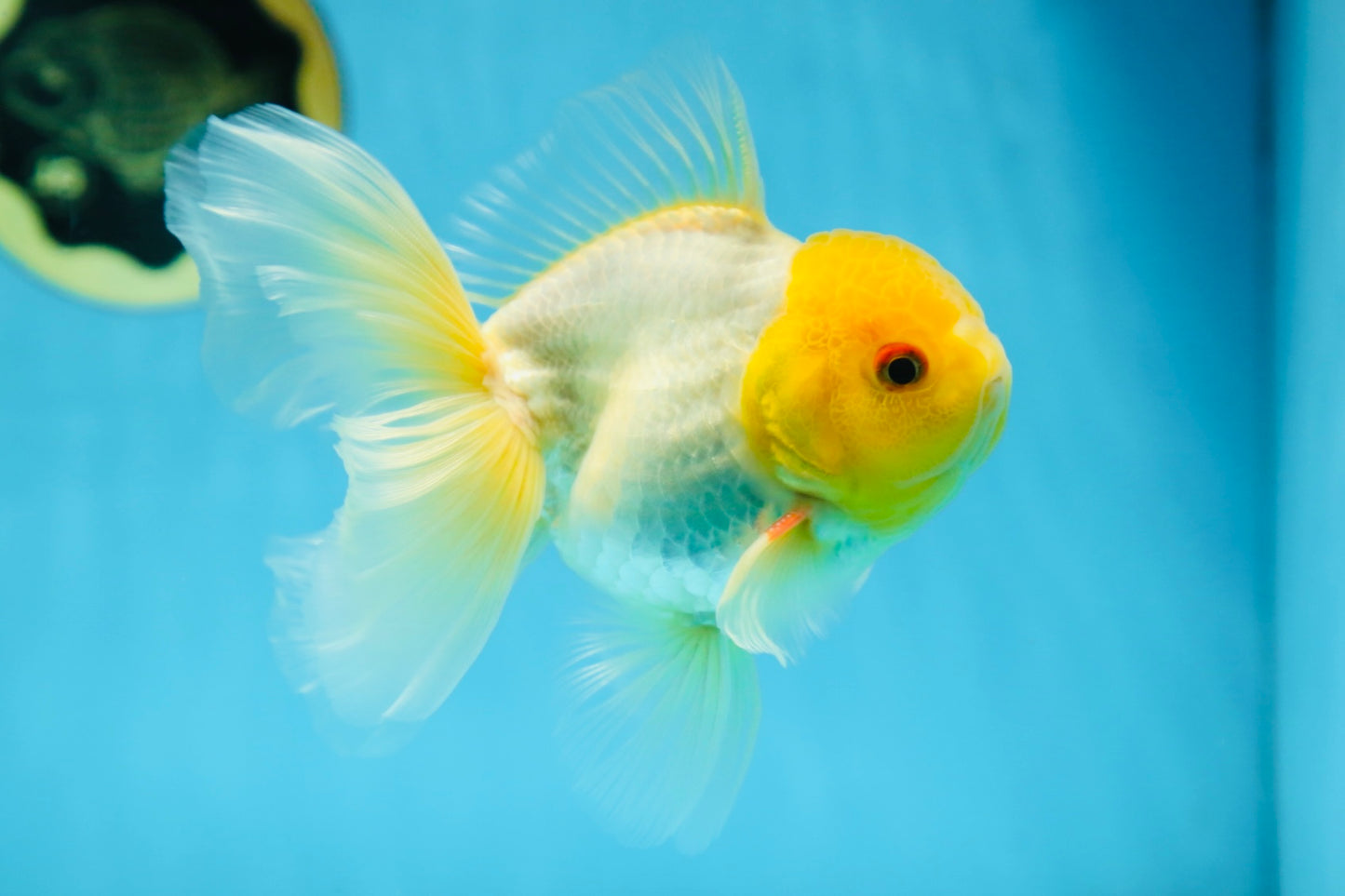 Lemonhead Oranda Male 5 inches #090525OR_17