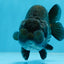 A Grade BIG WEN Black Blue LionQueen 4.5 inches #072525LC_01