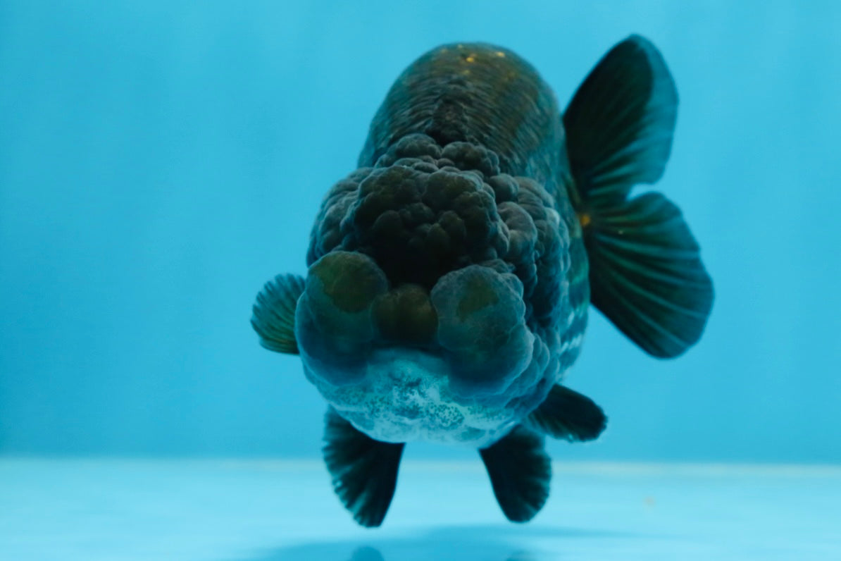 A Grade BIG WEN Black Blue LionQueen 4.5 inches #072525LC_01