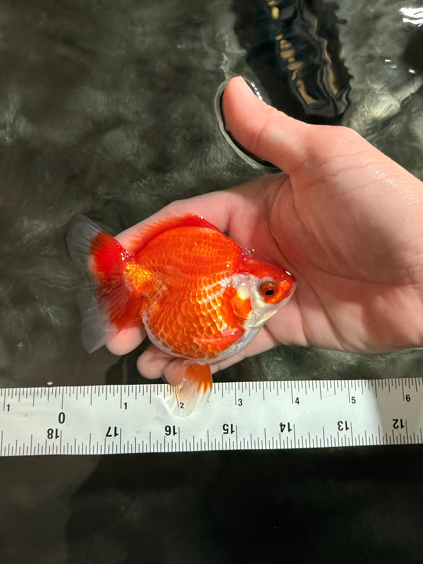 Red White Ryukin Female 4 inches #041726RK_04