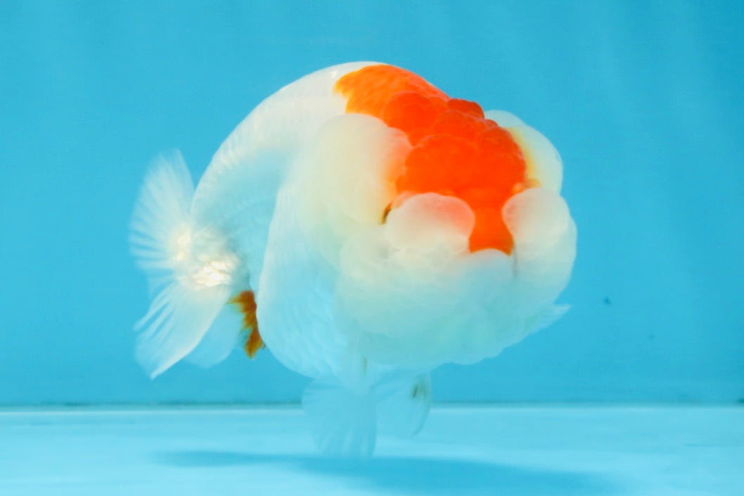 FLUFFY WEN AAA Grade Red White LionQueen 4 inches #112825LC_08