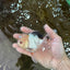A Grade Tricolor Oranda Male 4.5-5 inches #051625OR_26