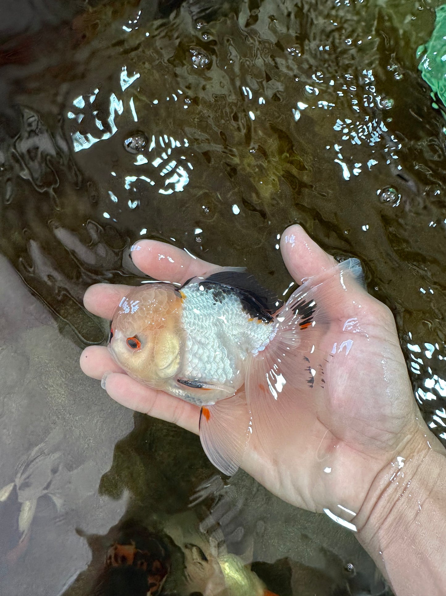 A Grade Tricolor Oranda Male 4.5-5 inches #051625OR_26