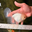 MASHMALLOW A Grade White Oranda Male 5.5-6 inches #091826OR_05