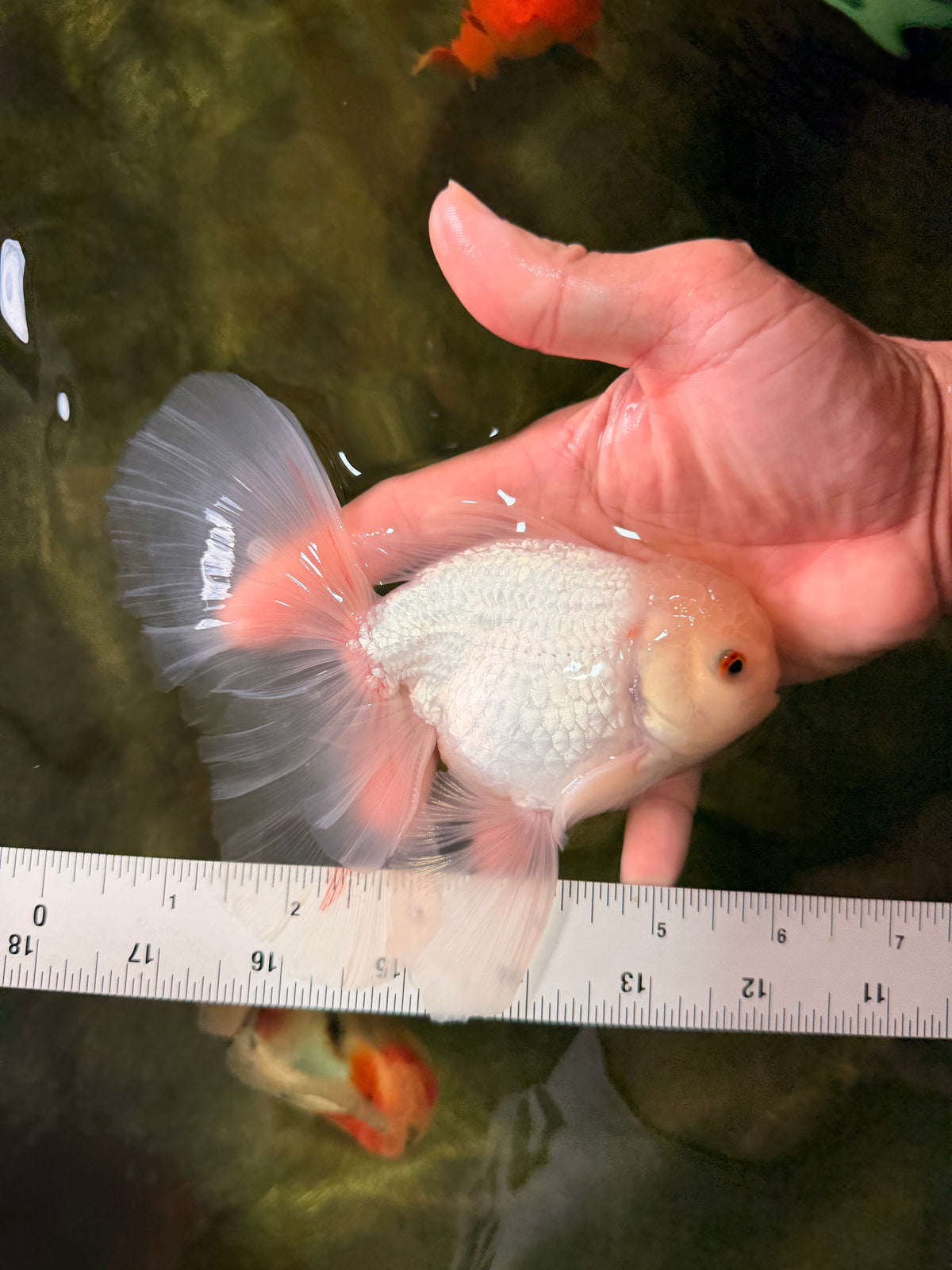 MASHMALLOW A Grade White Oranda Male 5.5-6 inches #091826OR_05