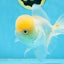 A Grade White Oranda Female 6 inches #070425OR_19