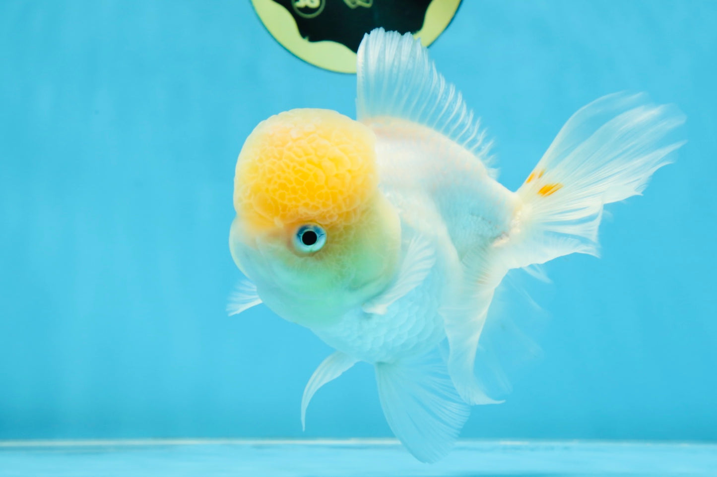 A Grade White Oranda Female 6 inches #070425OR_19