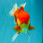 IRON MAN A Grade Red White Oranda Female 6-6.5 inches #080726OR_07