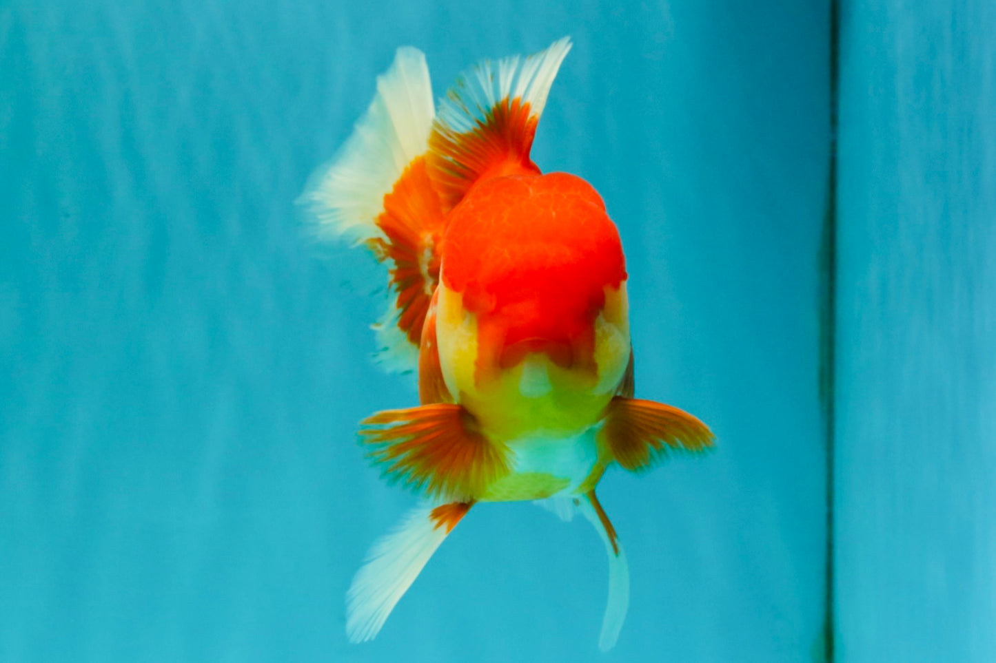 IRON MAN A Grade Red White Oranda Female 6-6.5 inches #080726OR_07