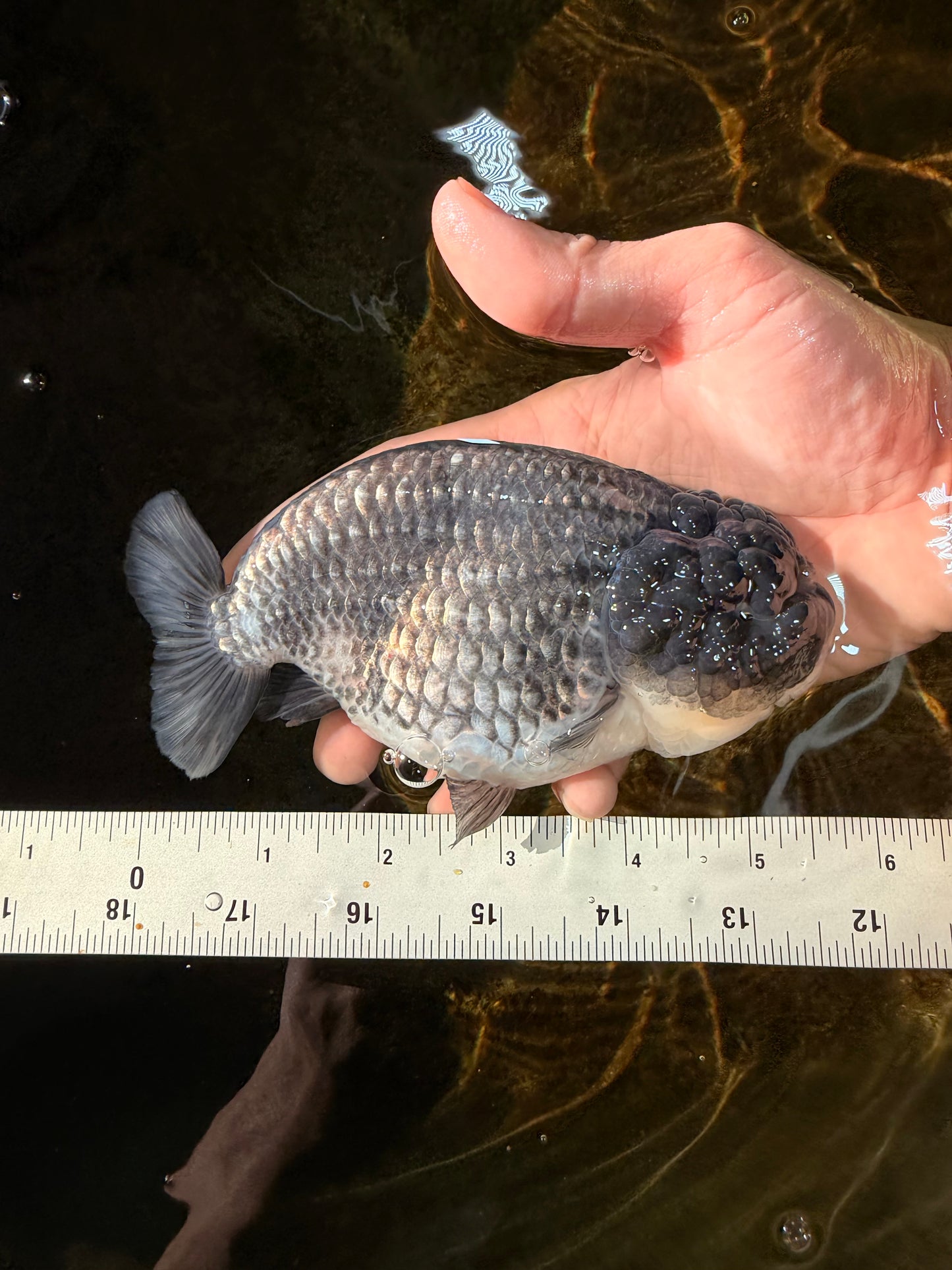 SPECIAL A Grade Black Blue LionQueen 5.5  inches #102425LC_07