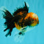 CHUBBY AAA Grade Tiger Oranda Male 5.5 inches #050126OR_08