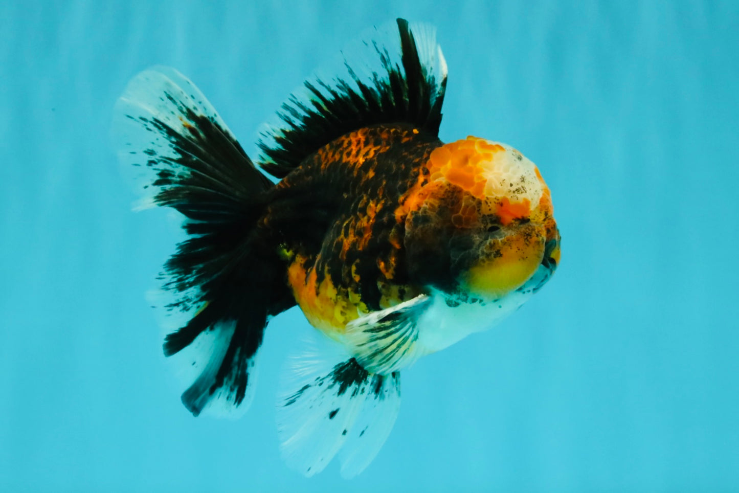 CHUBBY AAA Grade Tiger Oranda Male 5.5 inches #050126OR_08