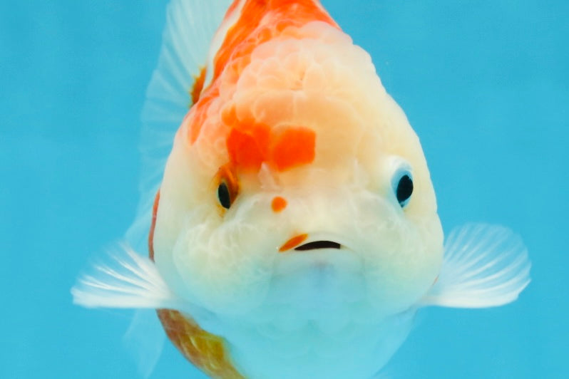 A Grade Sakura Yuanbao Female 4 inches #103125YB_06