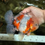 CHONKY AAA Grade Calico Oranda Male 6-6.5 inches #101626OR_21