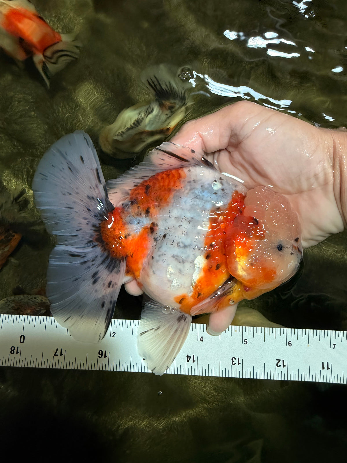 CHONKY AAA Grade Calico Oranda Male 6-6.5 inches #101626OR_21