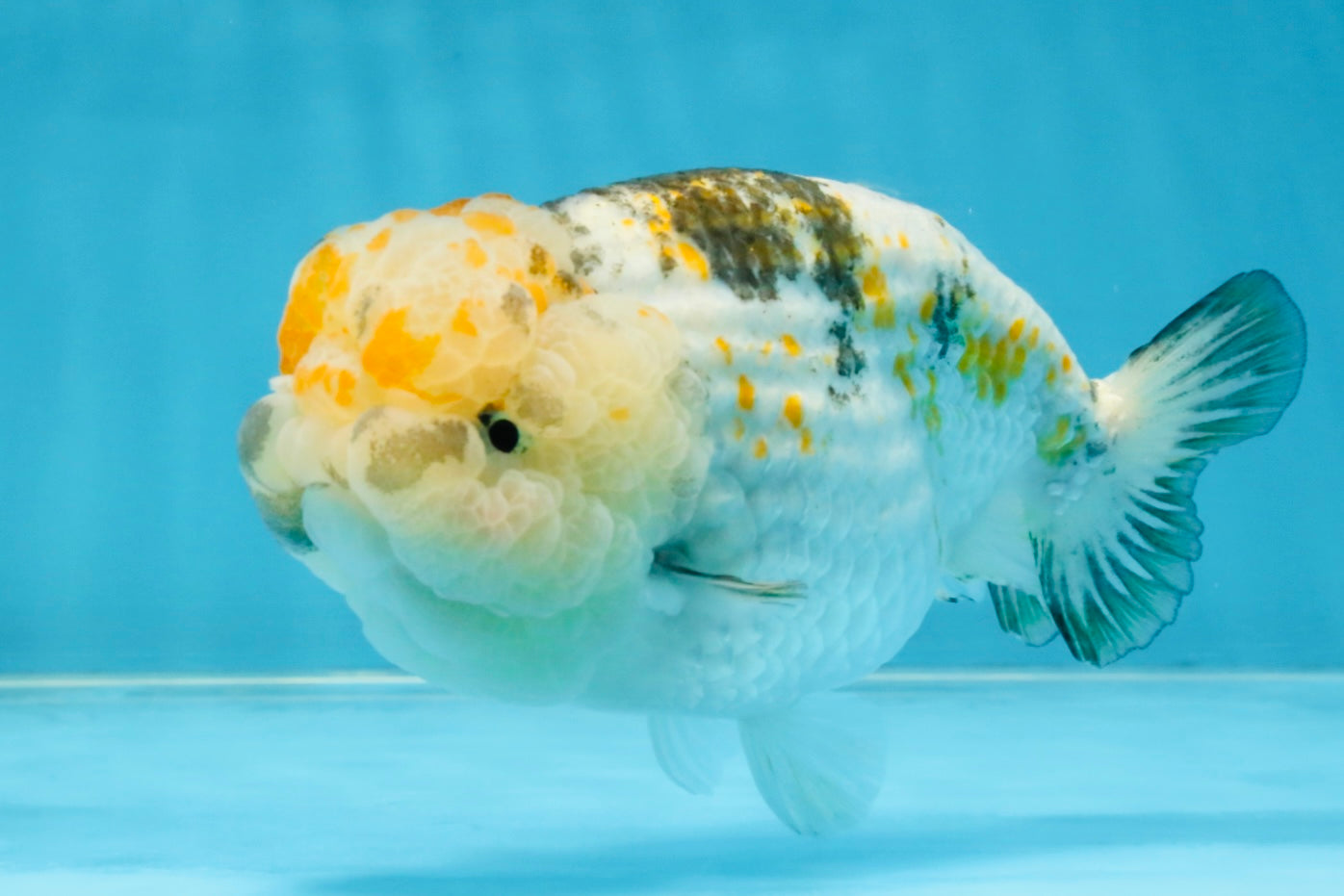 SUPER CUTE Sakura LionChu Female 5.5 inches #121925LC_08