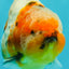 A Grade Sanke Marble Yuanbao Male 4.5-5 inches #072426YB_25