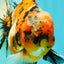 A Grade Beautiful Marble CalicoOranda Male 6-6.5 inches #061926OR_21