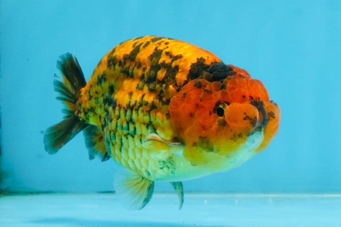 CHUBBY A Grade Tiger LionKing 4.5 inches #112825LC_12