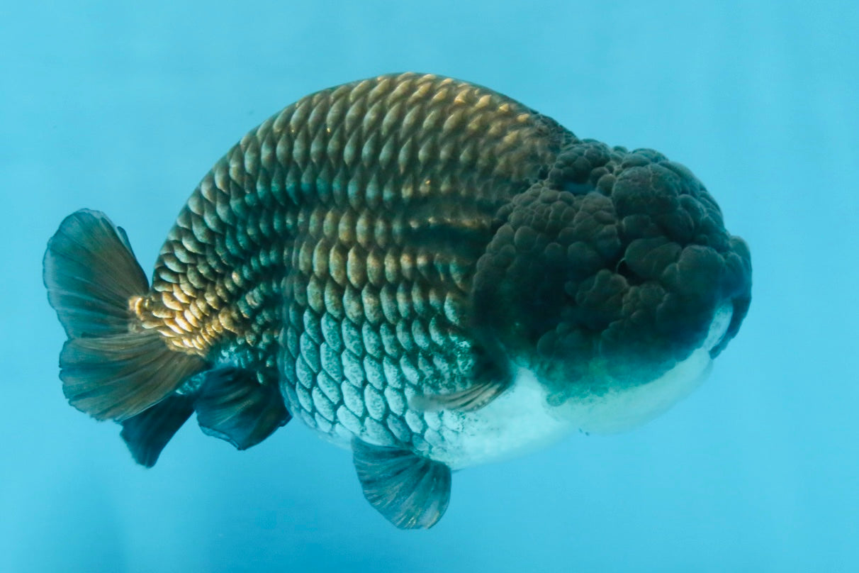 FLUFFY WEN A Grade Black Blue LionKing 5.5 inches #110725LC_16