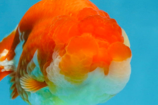 AAA Grade Red White LionQueen 4 inches #103125LC_29