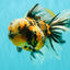 CHUBBY A Grade Calico Tiger Oranda Male 6-6.5 inches #091826OR_04
