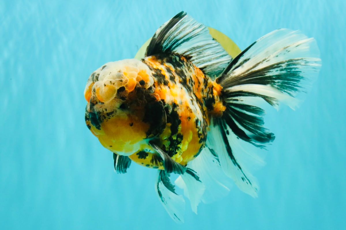 CHUBBY A Grade Calico Tiger Oranda Male 6-6.5 inches #091826OR_04