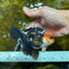 A Grade Tricolor Oranda Male 5 inches #082925OR_06
