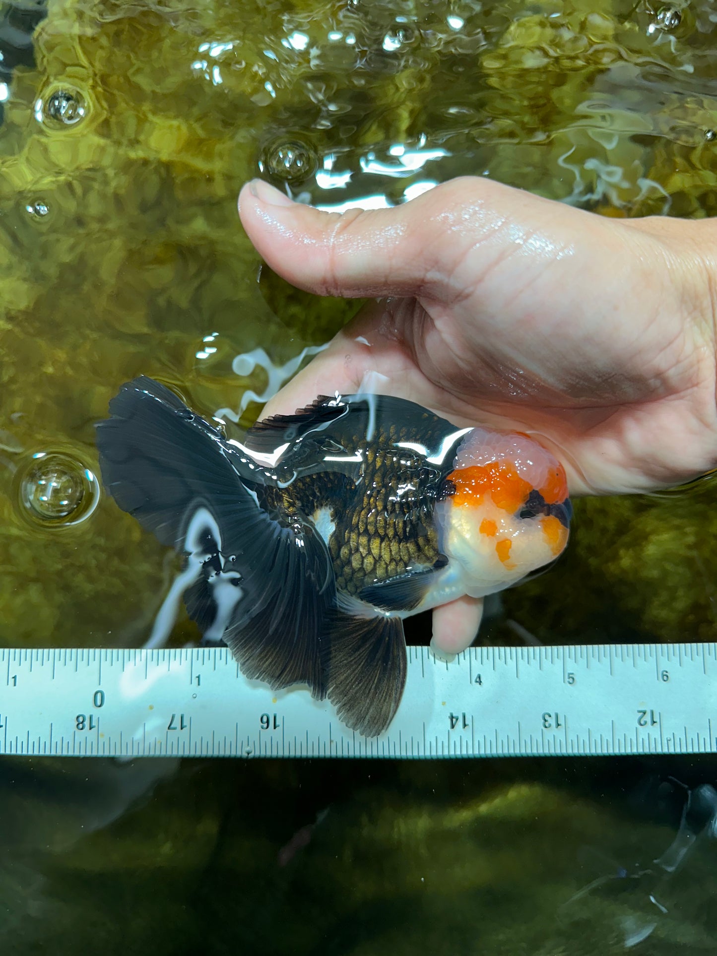 A Grade Tricolor Oranda Male 5 inches #082925OR_06