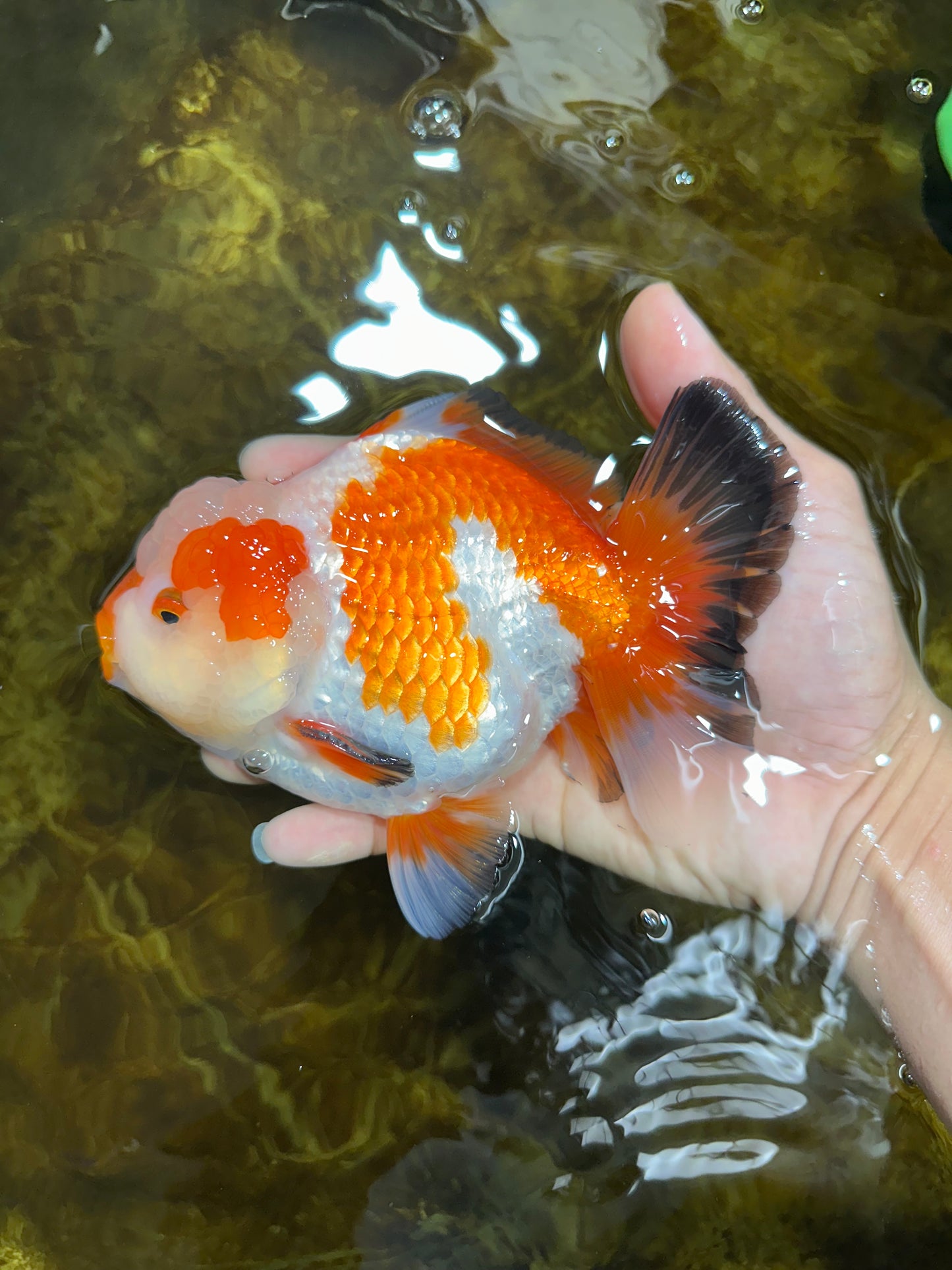 AAA Grade CHONKY Tricolor Yuanbao Male 5.5 inches #091925YB_16