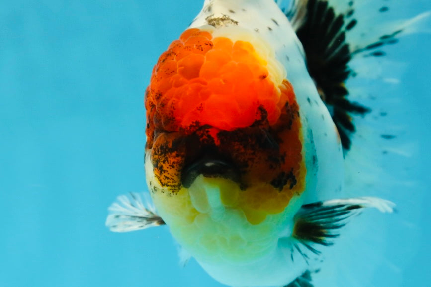 AAA Grade Calico Oranda Male 5-5.5 inches #050925OR_48