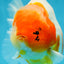 A Grade SPECIAL Sakura Oranda Female 5.5-6 inches #051625OR_14