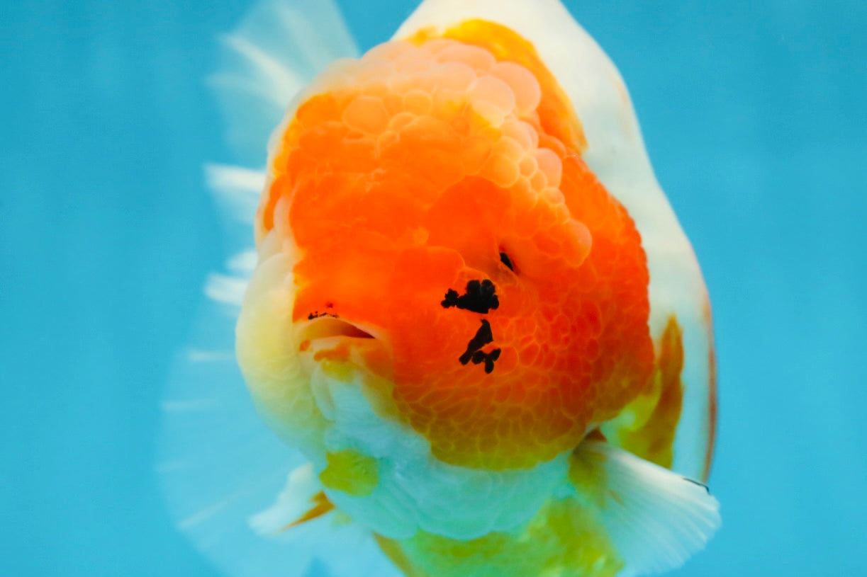 A Grade SPECIAL Sakura Oranda Female 5.5-6 inches #051625OR_14