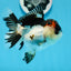 AAA Grade Tricolor Oranda Female 4.5 inches #0830OR_04