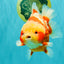 SUPER CUTE AAA Grade Strong Body Structure Kohaku Red White Yuanbao Male 6 inches #092526YB_12