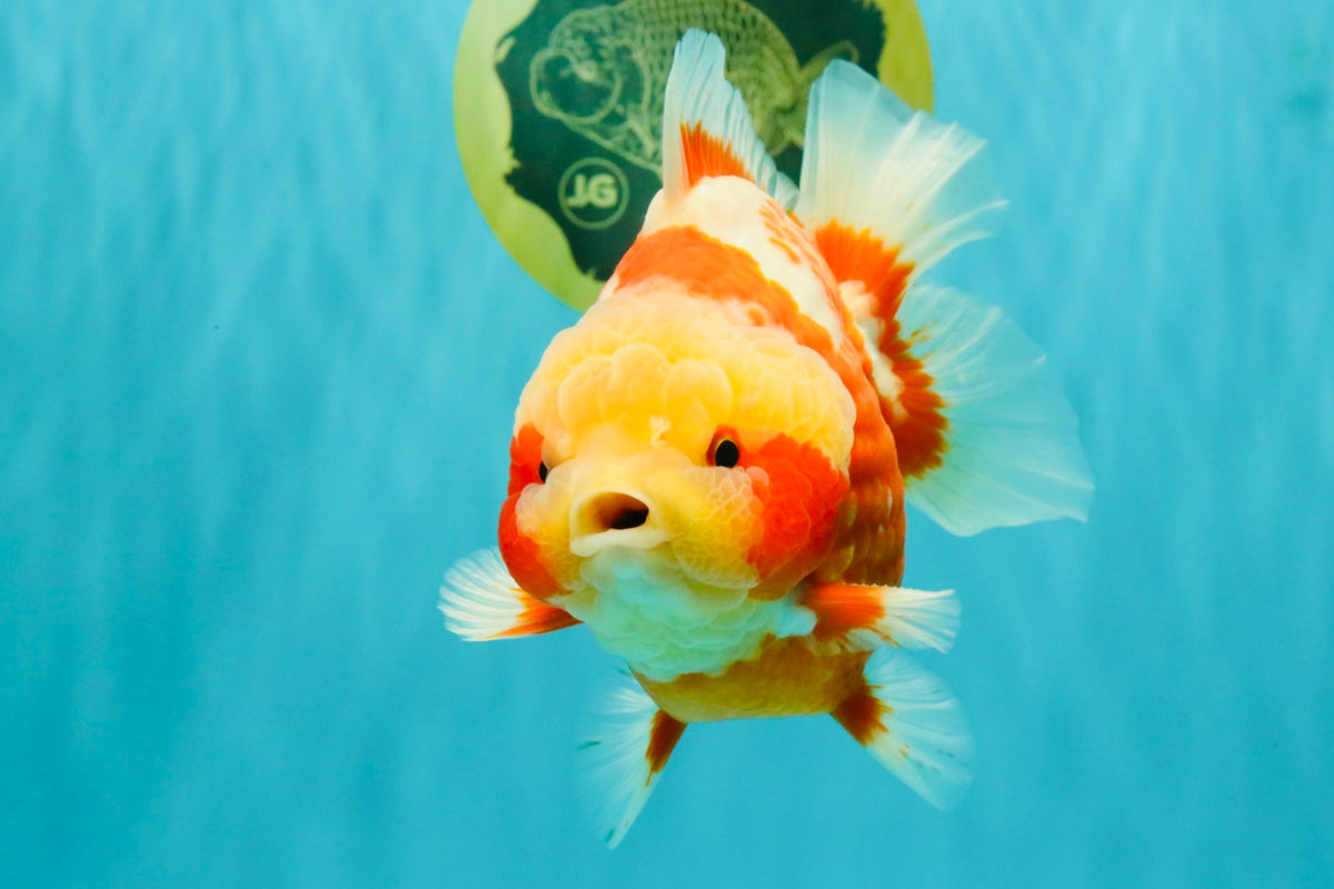 SUPER CUTE AAA Grade Strong Body Structure Kohaku Red White Yuanbao Male 6 inches #092526YB_12