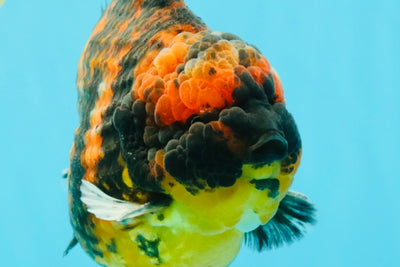 AAA Grade Godzilla Tiger Yuanbao Male 5.5 inches #030626YB_10